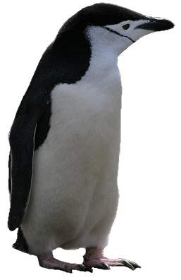Penguin-with-chinstrap